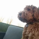 Therapiehond Gust